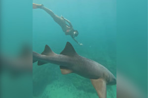 "Tubar&atilde;o virou meu amigo": turista mordida em Fernando de Noronha volta a mergulhar na ilha