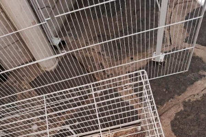 Ouri&ccedil;o pigmeu &eacute; apreendido no Mercado P&uacute;blico da Madalena, Zona Norte do Recife