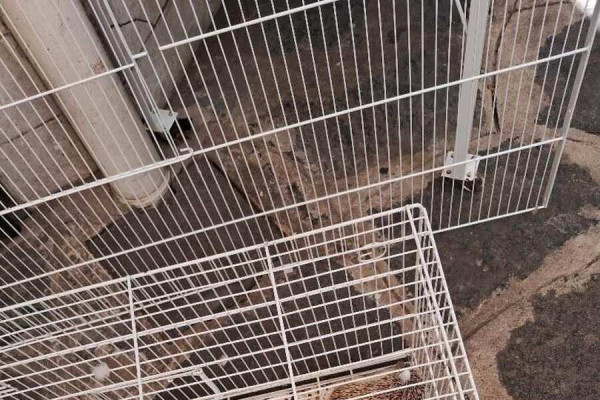 Ouriço pigmeu é apreendido no Mercado Público da Madalena, Zona Norte do Recife/Reprodução