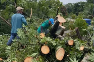 Prefeitura de Paulista contabilizou a queda de tr&ecirc;s &aacute;rvores nas &uacute;ltimas 24h