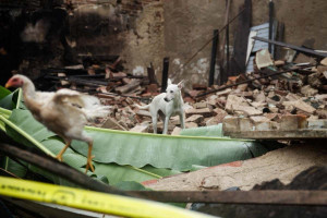 Animal foi resgatado com vida na manh&atilde; desta ter&ccedil;a (7)