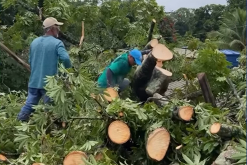 Prefeitura de Paulista contabilizou a queda de três árvores nas últimas 24h/REPRODUÇÃO/VÍDEO