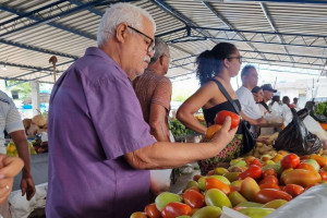 No Recife, entre fevereiro e mar&ccedil;o deste ano, a alta da cesta b&aacute;sica foi puxada pelo tomate (46,31%)