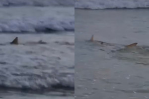 18 tubar&otilde;es s&atilde;o avistados em poucos minutos na Praia da Cacimba do Padre, em Fernando de  Noronha