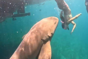 V&iacute;deo mostra novo &acirc;ngulo de mordida de tubar&atilde;o a turista em Fernando de Noronha