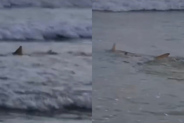 Reprodução/Redes sociais