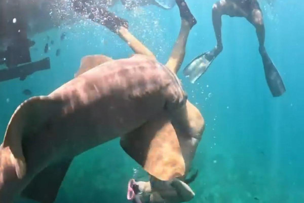Tubarão-lixa mordeu turista na perna direita (Foto: @taydalazen)