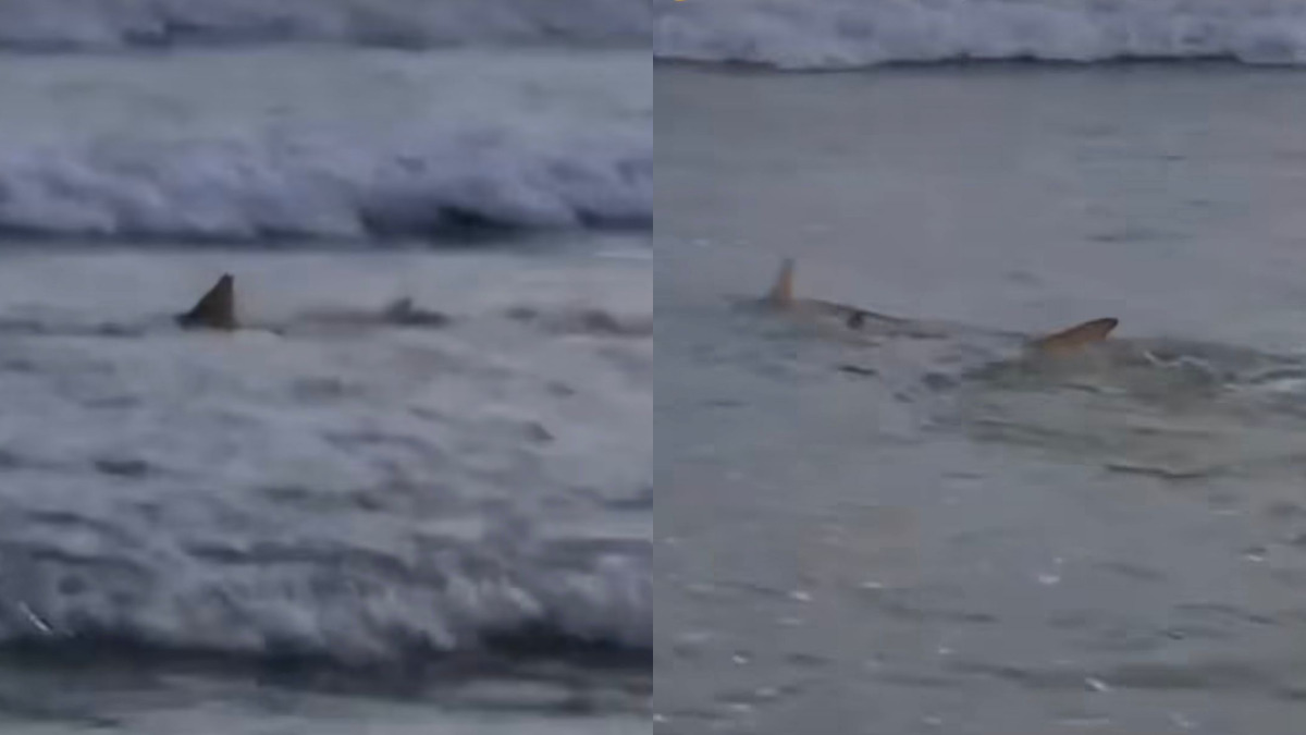 18 tubarões são avistados em poucos minutos na Praia da Cacimba do Padre, em Fernando de  Noronha/Reprodução/Redes sociais