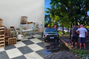 Aves seriam vendidas ilegalmente em feira no bairro do Cordeiro