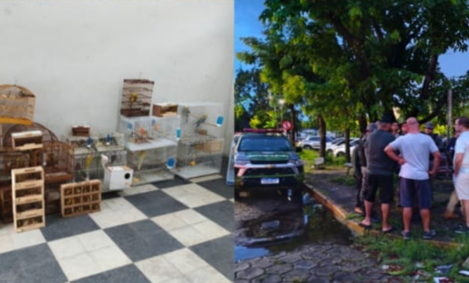 Aves seriam vendidas ilegalmente em feira no bairro do Cordeiro/Foto: PMPE