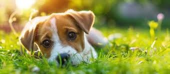 Adota PET e passa a permitir cadastro de filhotes por cidadãos