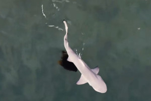 Tubar&atilde;o fica preso em anzol em Noronha