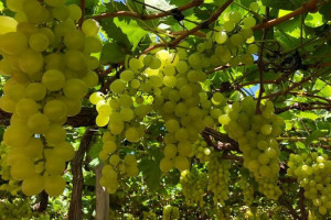 Uva de mesa do Vale do S&atilde;o Francisco