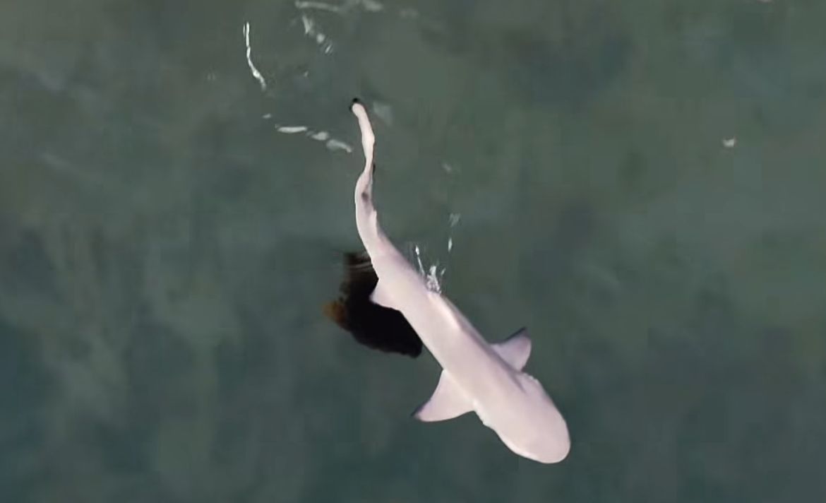 Foto: @biarangel.sharks