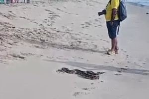 Cobra foi vista por banhistas na praia de Piedade neste domingo (19)