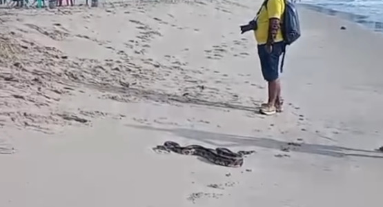 Cobra foi vista por banhistas na praia de Piedade neste domingo (19)/Foto: Reprodução/Instagram