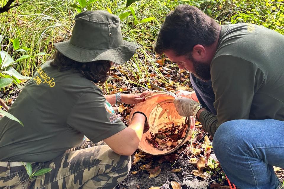 Caranguejos são devolvidos à natureza/Foto: CPRH