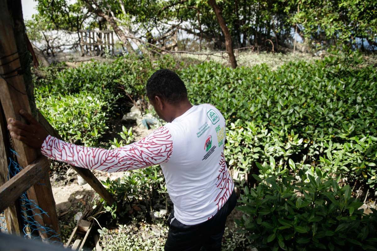 Josemir acorda cedo diariamente para plantar mudas de mangue/Foto: Marina Torres/DP Foto