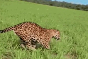 As imagens foram registradas pelo gerente de fazenda Valdecir Baggio