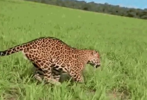 As imagens foram registradas pelo gerente de fazenda Valdecir Baggio/Reprodução/Redes sociais