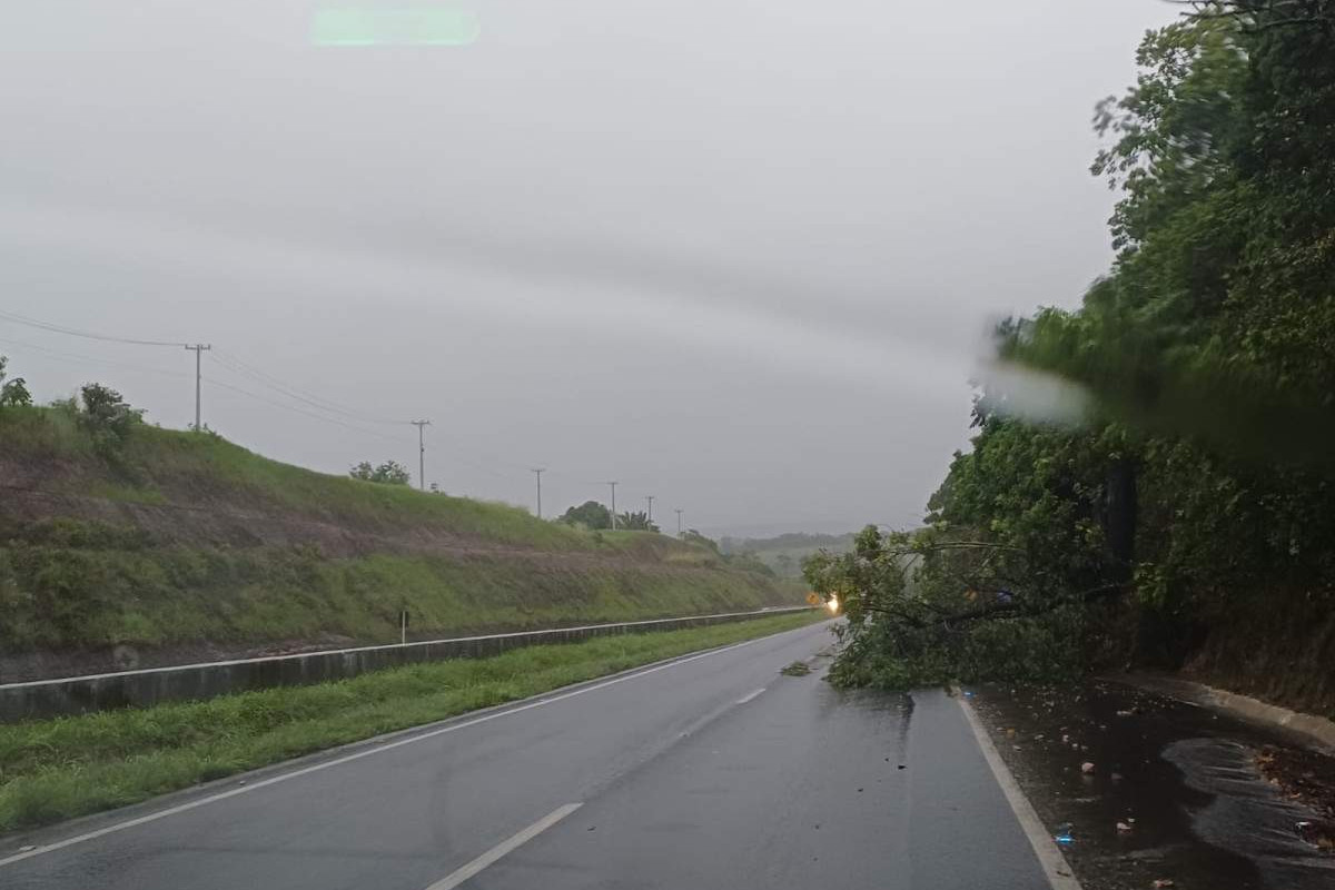 Queda de árvore interditou faixa da BR-101, em Igarassu/Divulgação/PRF