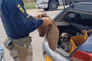 PRF resgatou dois tatus e um cachorro na mala de um carro em Serra Talhada