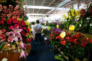 Nos estabelecimentos visitados pelas equipes do Procon, os pre&ccedil;os da rosa variaram entre R$ 5,00 e R$ 25,00