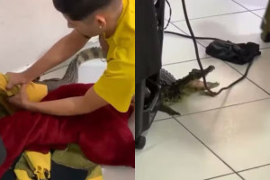Jacar&eacute; &eacute; capturado ap&oacute;s 'invadir' sal&atilde;o de beleza em Canan&eacute;ia