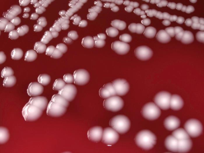Superbactéria Acinetobacter Baumannii /Todd Parker, Ph.D., Assoc Director for Laboratory Science, Div of Preparedness and Emerging Infections at CDC