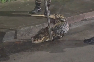 Jacar&eacute; foi resgatado a poucos metros da BR-232, no Curado