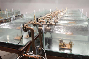 Vinte e quatro aqu&aacute;rios com corais-de-fogo s&atilde;o mantidos pelo PCR em estudo