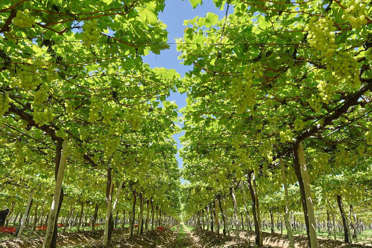Videira de uva no Sertão de Pernambuco (Foto: Robson Cesco/OCB)