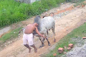 Prefeitura suspeita que animal tenha escapado de propriedade privada.