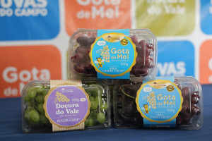 Cooperativas colocam pequenos produtores de Pernambuco no mapa da exporta&ccedil;&atilde;o de uvas