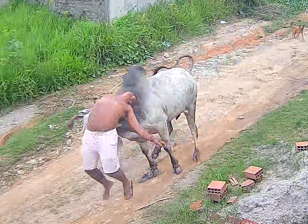 Prefeitura suspeita que animal tenha escapado de propriedade privada./Foto: Reprodução