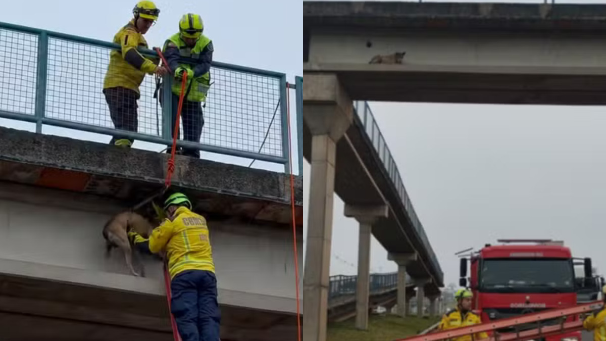 Cachorro caramelo é resgatado após ficar preso em passarela de rodovia/Reprodução