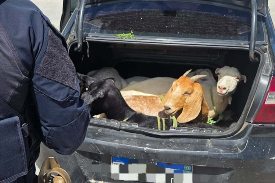 5 bodes foram encontrados pela PRF no porta-malas de um carro/DIVULGAÇÃO/PRF