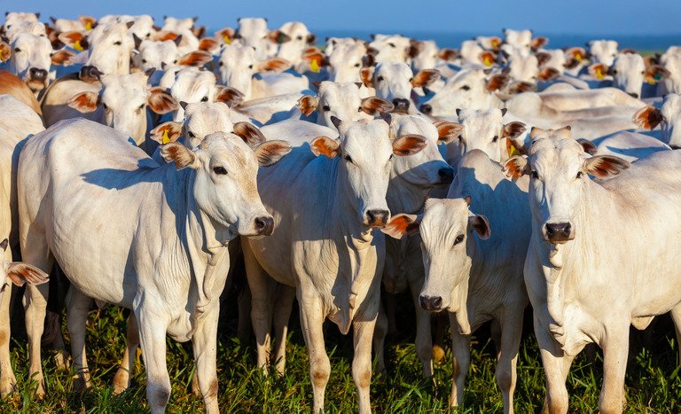  /Divulgação/Ministério da Agricultura e Pecuária