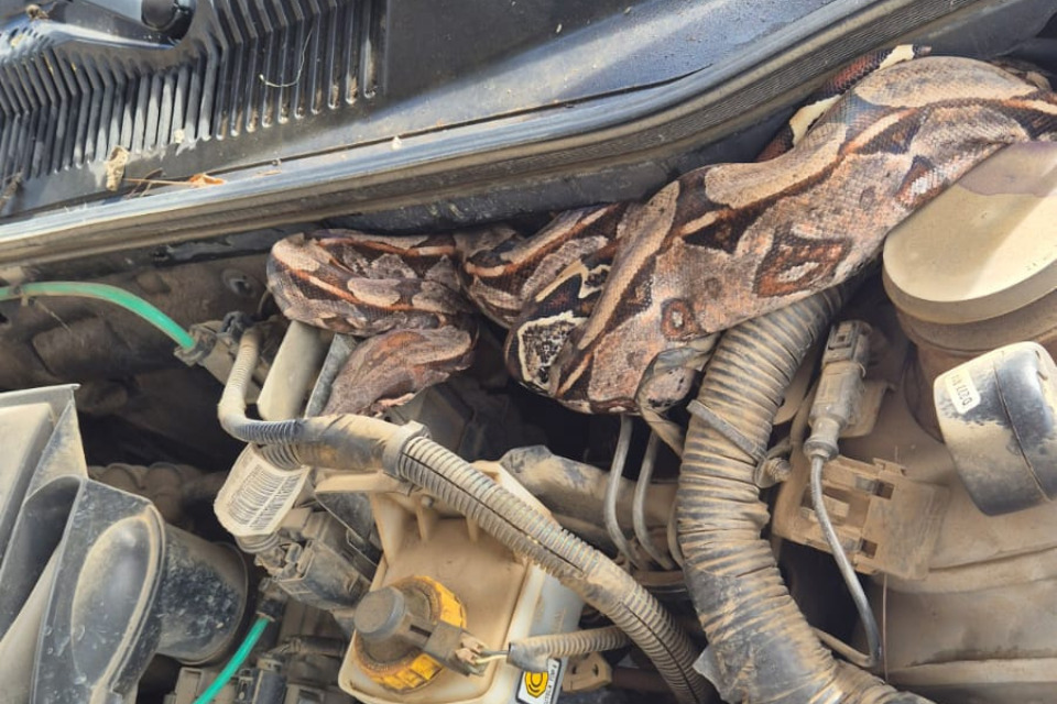 Jibóia de 1,5 metro foi encontrada dentro do motor de caminhonete em Caruaru/Divulgação/PRF