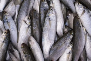 A cota de 8.168 toneladas de tainha foi definida em portaria.