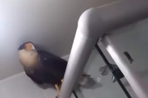 O carcar&aacute; pode ser encontrado em quase todo o Brasil, inclusive em &aacute;reas urbanas, pois &eacute; um animal que consegue se adaptar a diferentes ambientes.