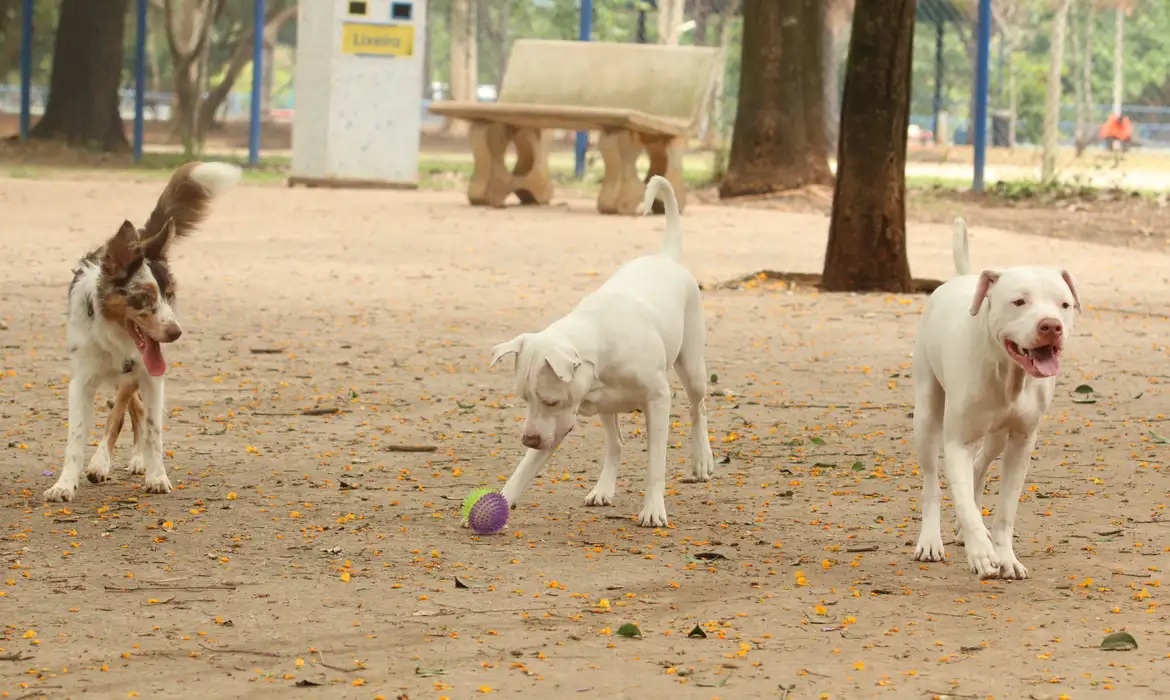 Quando a prática causar lesão ou morte de animal, o infrator também responderá por crime ambiental, conforme a Lei de Crimes Ambientais/ROVENA ROSA/AGÊNCIA BRASIL