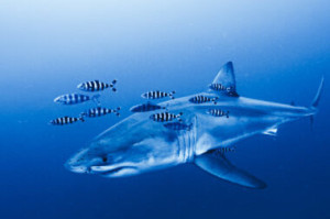 Mergulhadores registraram o que se acredita ser a primeira filmagem subaqu&aacute;tica de um tubar&atilde;o-branco adulto no Mar Mediterr&acirc;neo