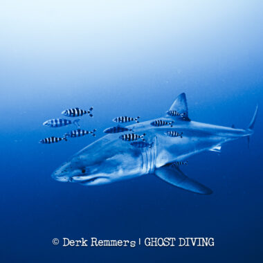 Mergulhadores registraram o que se acredita ser a primeira filmagem subaquática de um tubarão-branco adulto no Mar Mediterrâneo/Derk Remmers /Ghost Diving