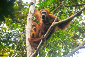 Orangotangos-de-Tapanuli sobre uma &aacute;rvore na floresta de Batang Toru, no norte de Sumatra, Indon&eacute;sia