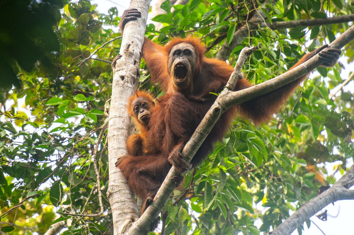 AFP/Orangutan Information Centre
