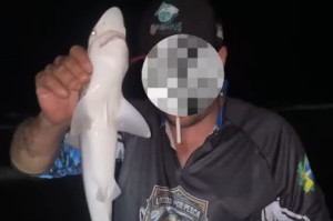 V&iacute;deo mostra pescador brincando com filhote de tubar&atilde;o capturado em Boa Viagem
