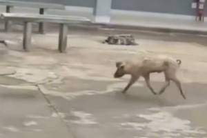 Porco foi visto circulando pelo p&aacute;tio de hospital municipal em Floresta