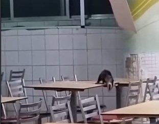 Timbu cai do teto e passeia pelas mesas do refeitório do Hospital da Restauração, no Recife; confira vídeo/Reprodução/redes
