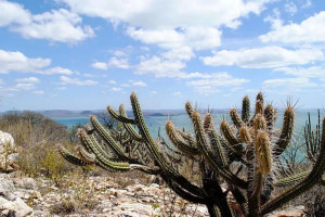 Governo federal amplia a&ccedil;&otilde;es para frear avan&ccedil;o da desertifica&ccedil;&atilde;o na Caatinga